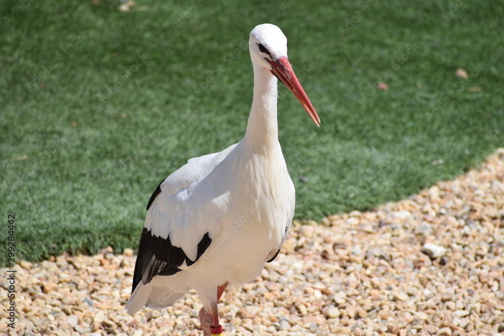 Fototapeta premium Beauval