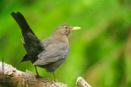 Female blackbird perching on a branch