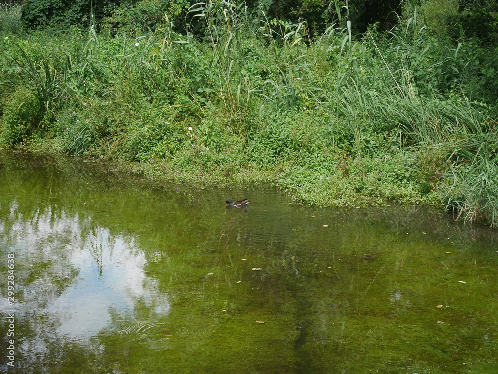 Fototapeta premium Paysage avec fleur et abeille 