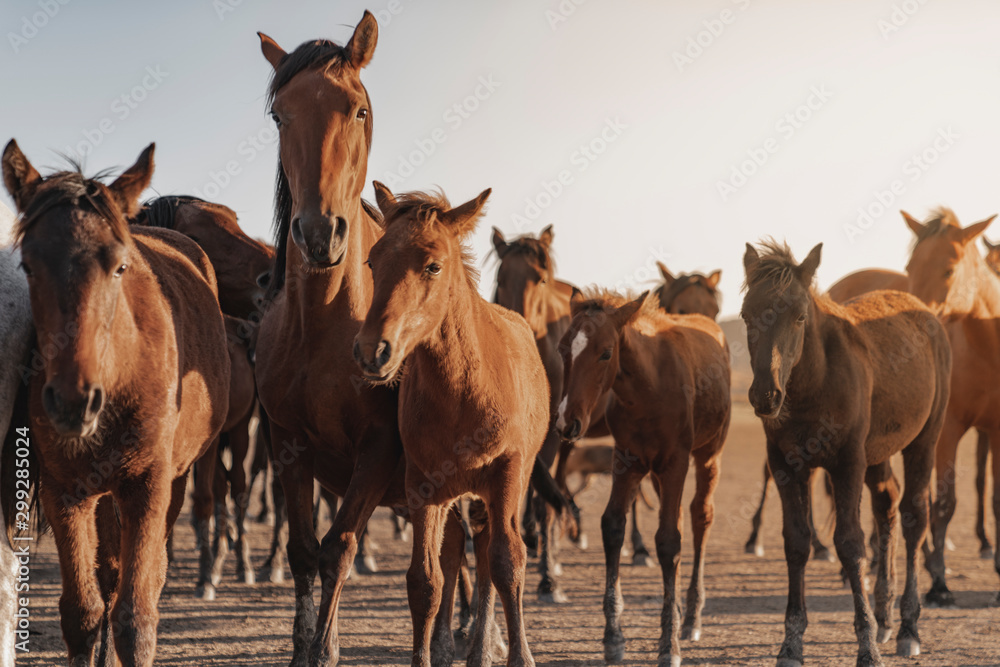 Fototapeta premium wild horse portrait