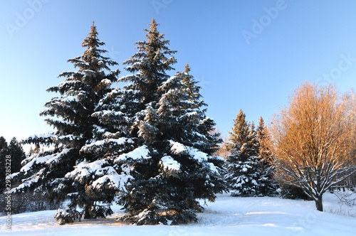 Thick fluffy snowy fir trees grow among forest