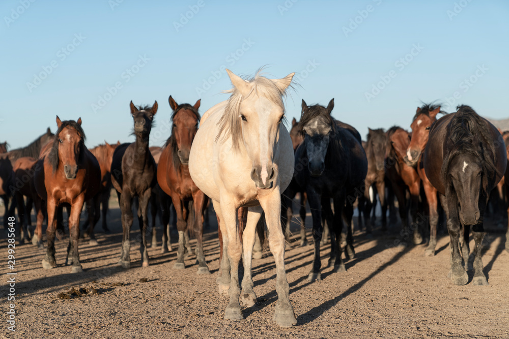 Fototapeta premium Herd of wild horses. Very curious and friendly. wild horse portrait
