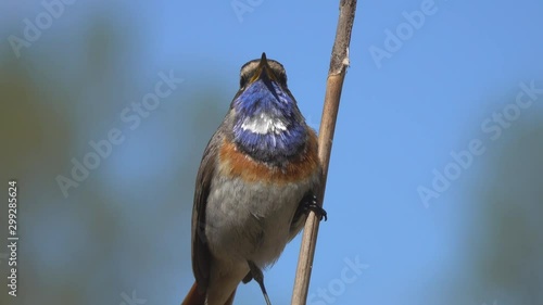Bird Bluethroat (Luscinia svecica) male sits on a dry reed on the bank of the pond and sings