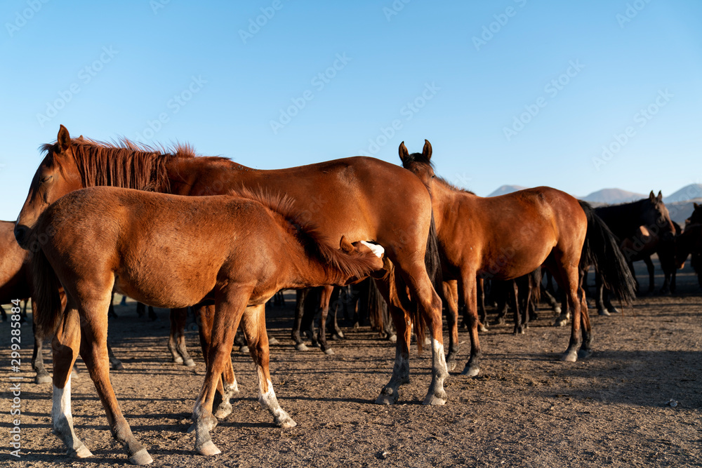 Obraz premium horse with her baby feeding contentedly at her side