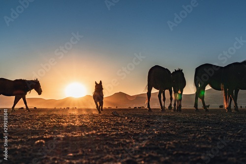 sheep dog running at sunset