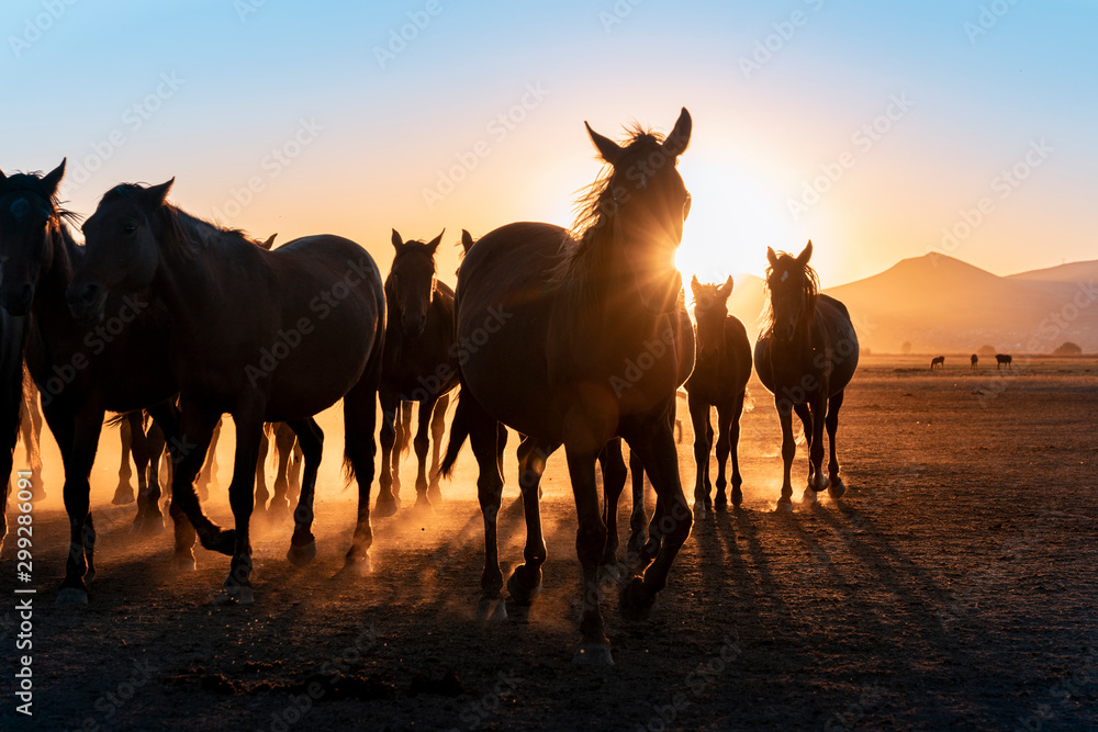 Herd of wild horses silhouette. Very curious and friendly. wild horse portrait