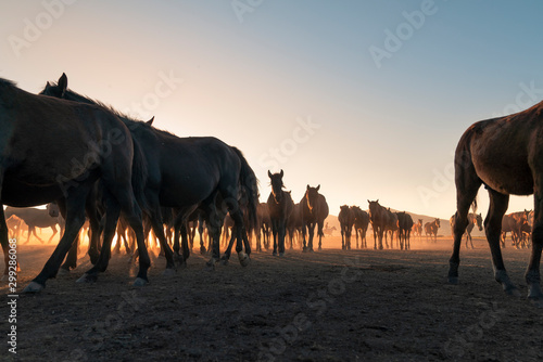 Herd of wild horses silhouette. Very curious and friendly. wild horse portrait