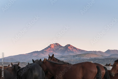 Erciyes Mountain and herd of horses