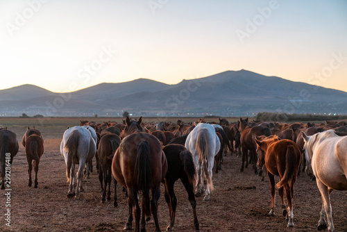 herd of wild horse walking at sunset © shodography