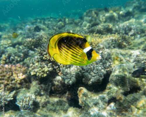 Diagonal-lined butterflyfish (Chaetodon fasciatus) on the coral reef.