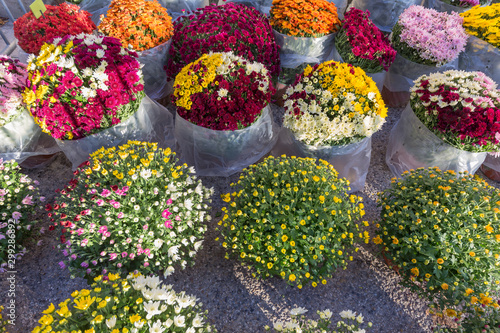 Bouquets of chrysanthemums prepared for All Saints' Day (Feast of the Dead).