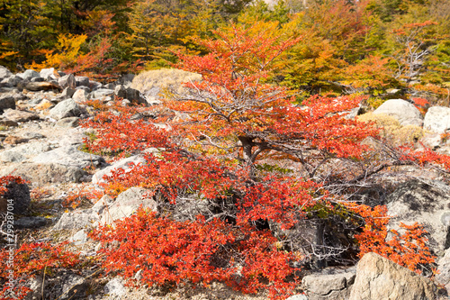 Autumn colors of vegetation around the Chorrillo del Salto waterfall, National Park de los Glaciares, Argentina