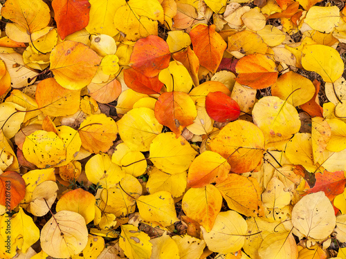 Yellow fallen leaves photo