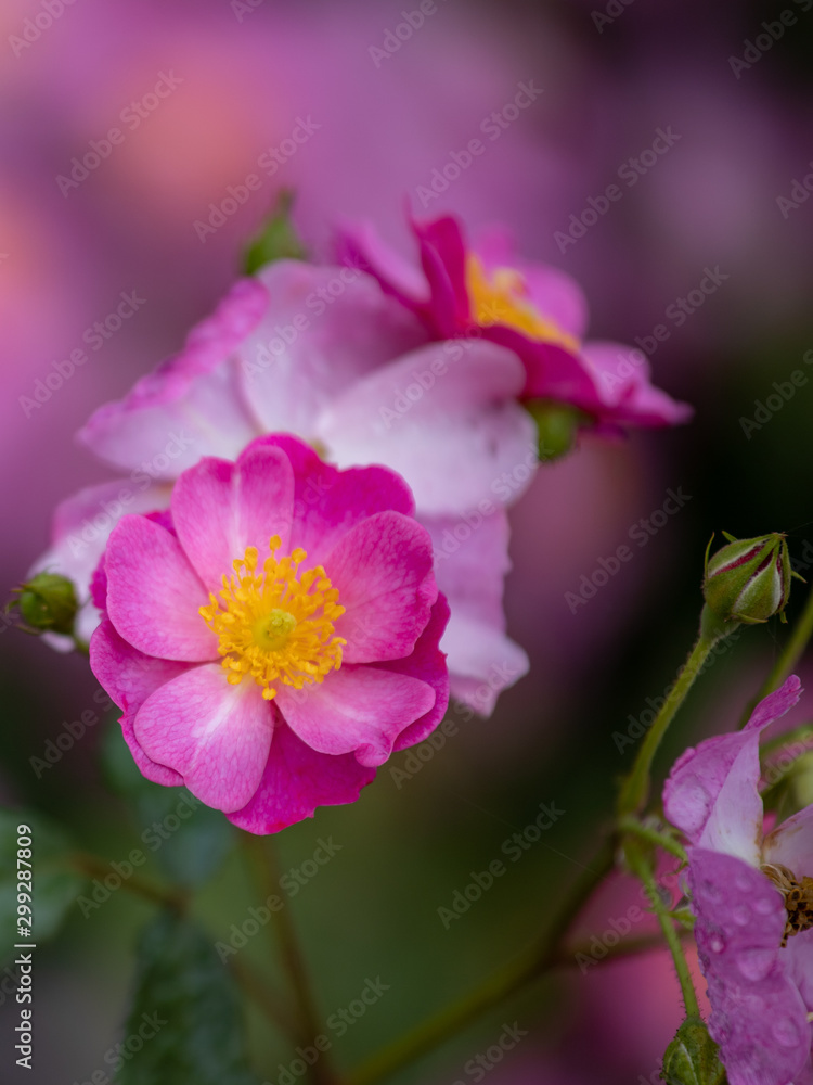 Fototapeta premium バラ