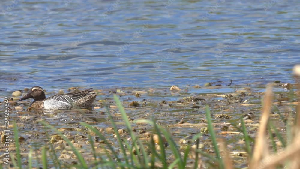 Garganey (Anas querquedula) male searches for food among the reeds Garganey (Anas querquedula) male searches for food among the reeds
