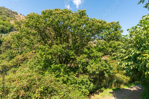 dense and green vegetation in the Poqueira river