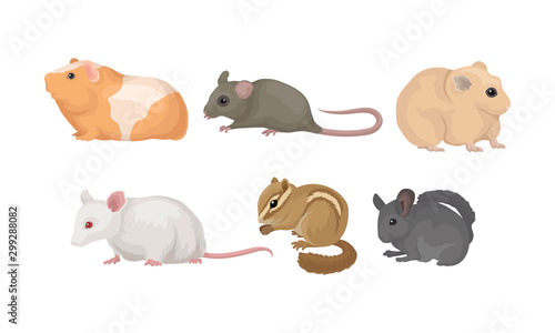 Small Gnawing Animals Vector Set Isolated On White Background
