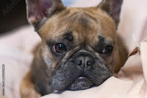 Cute adorable French Bulldog lying on pillow portrait © Vasyl Kravchenko