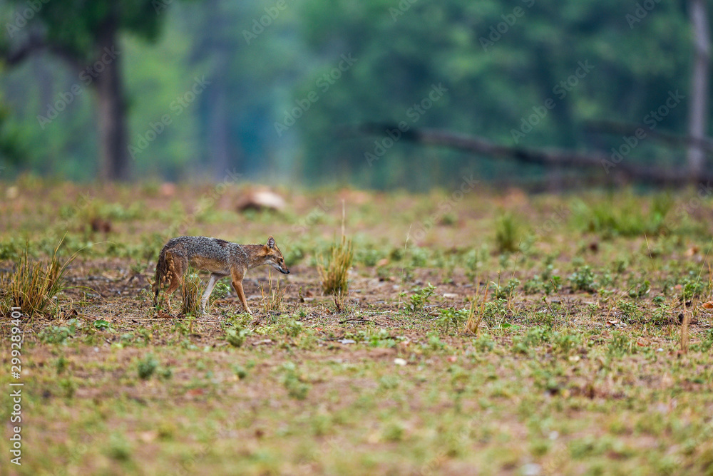Nature Painting or scenery by Indian jackal Canis aureus indicus or Himalayan jackal or Golden jackal in early morning blue hours at forest of central india kanha national park, madhya pradesh, india Nature Painting or scenery by Indian jackal Canis aureus indicus or Himalayan jackal or Golden jackal in early morning blue hours at forest of central india kanha national park, madhya pradesh, india