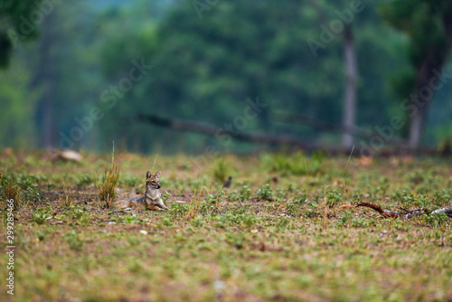 Nature Painting or scenery by Indian jackal Canis aureus indicus or Himalayan jackal or Golden jackal in early morning blue hours at forest of central india kanha national park, madhya pradesh, india