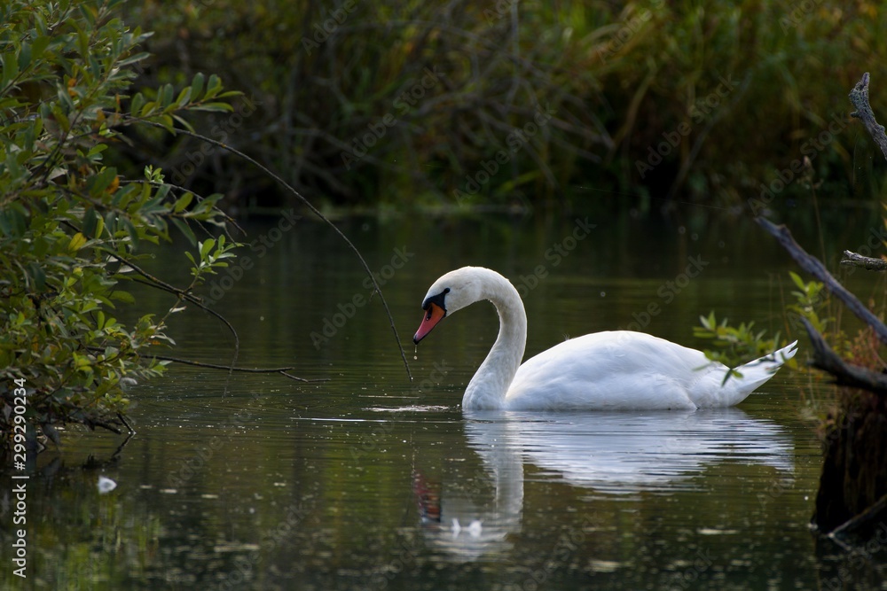 Amazing white swan in Danubian swamp, Slovakia, Europe Amazing white swan in Danubian swamp, Slovakia, Europe
