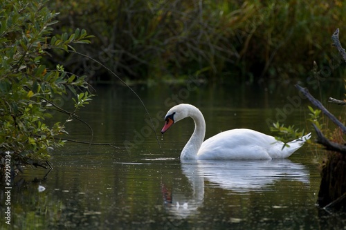 Amazing white swan in Danubian swamp, Slovakia, Europe