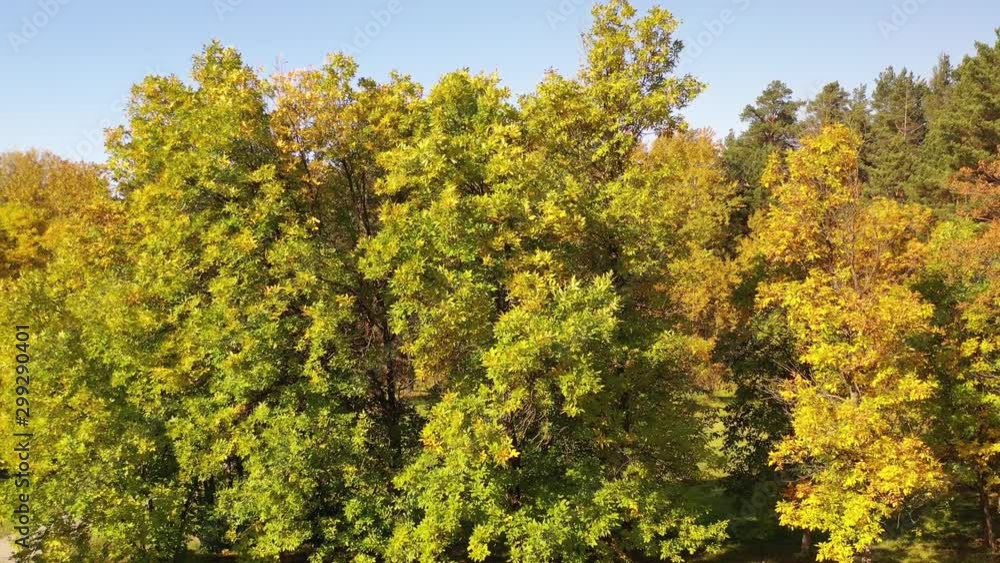 Aerial video of colorful park at Autumn season with trees and yellow leaves. Fall natural background Aerial video of colorful park at Autumn season with trees and yellow leaves. Fall natural background