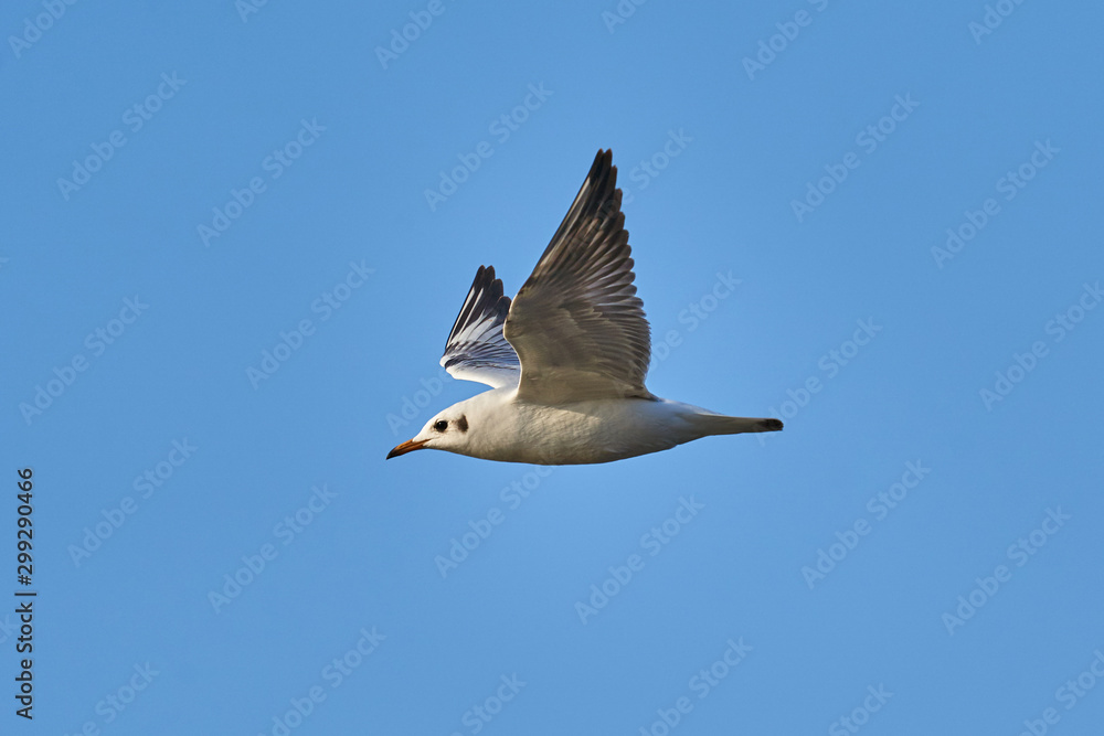 Fototapeta premium Bird - a young steppe seygul (Larus chachinnans) in flight against a blue sky. Close-up.