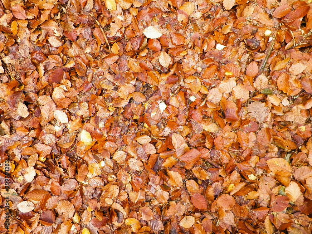 Golden autumnal leaves as nature background. Golden autumnal leaves as nature background.