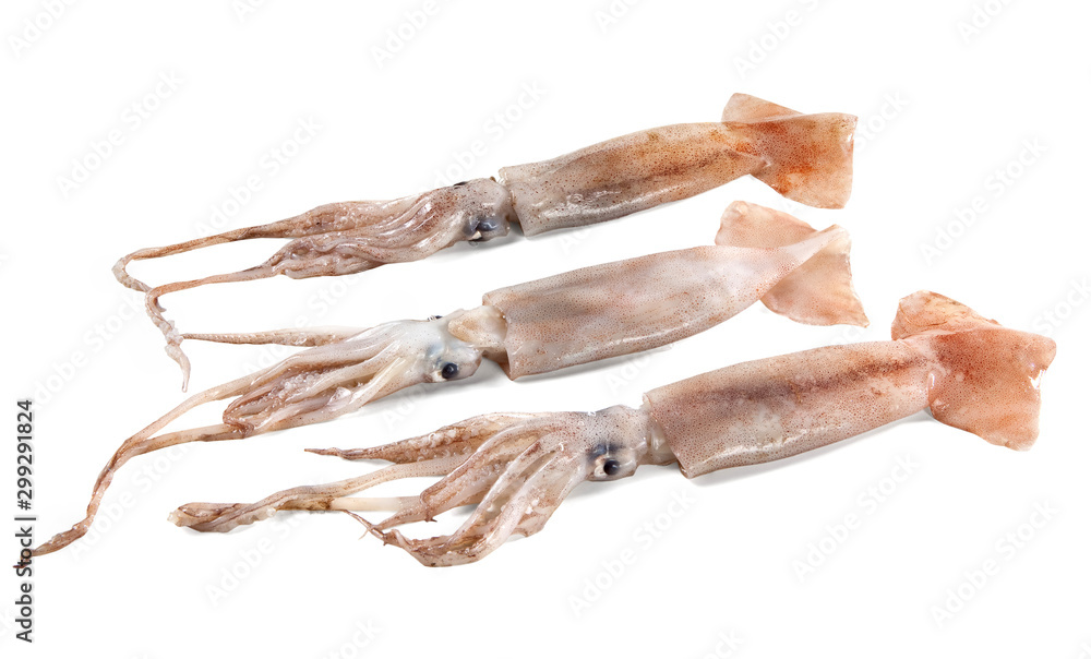 flying squid isolated on white background flying squid isolated on white background