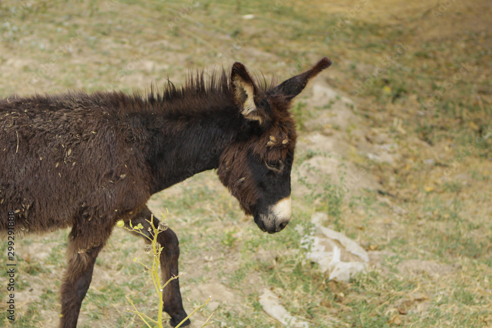Funny little dark donkey in the village Funny little dark donkey in the village