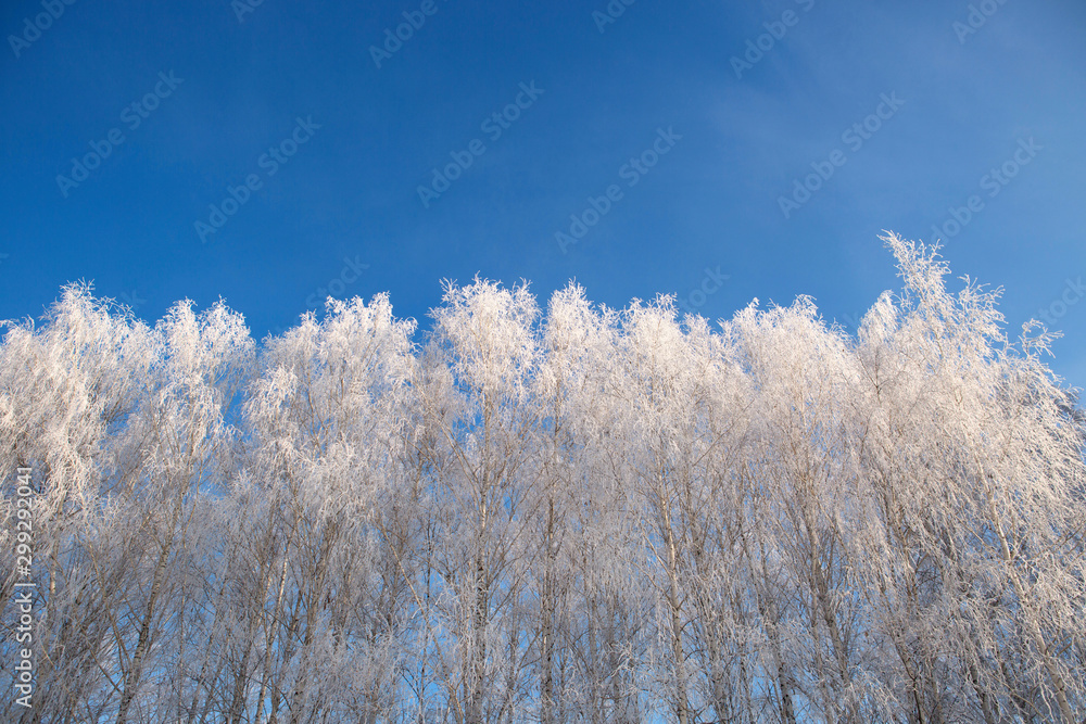 willow tree in frost  closeup on background of blue sky