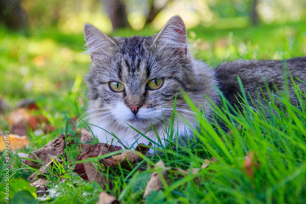 Beautiful cat lies on the grass with leaves. Pet. Cat for a walk