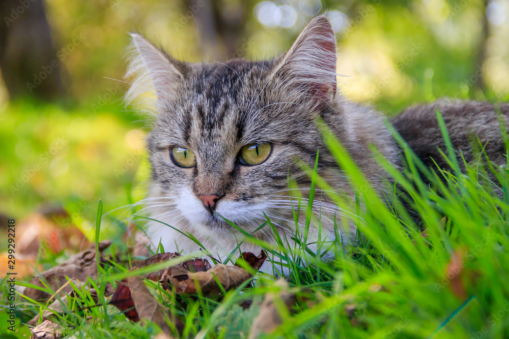 Beautiful cat lies on the grass with leaves. Pet. Cat for a walk