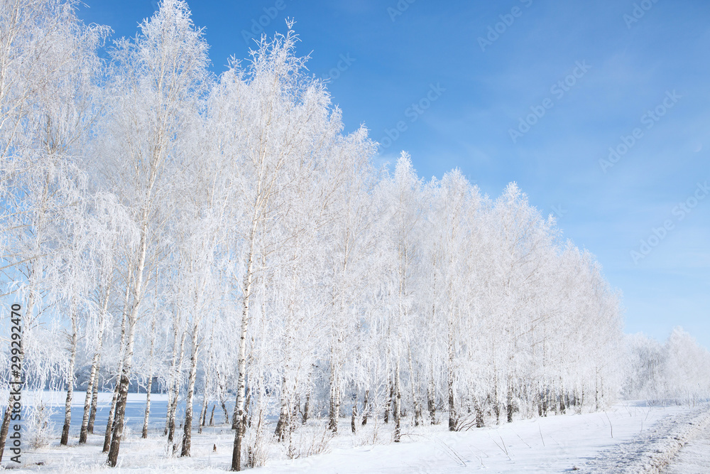 Branch of a tree in snow against the blue sky Branch of a tree in snow against the blue sky