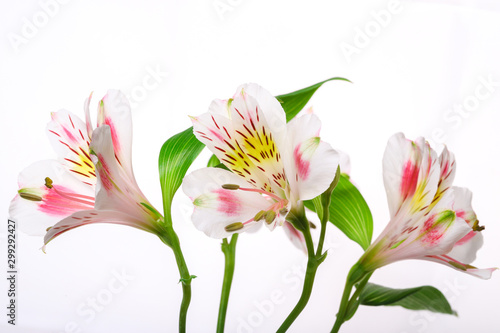 Floral background alstroemeria.