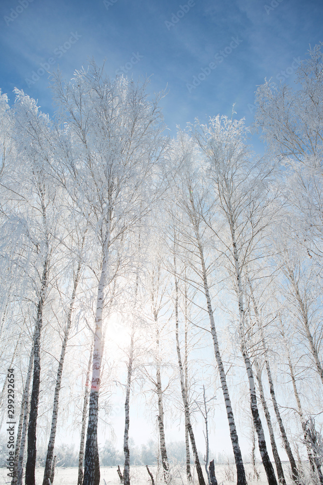 Landscape photo of a trees covered in fresh snow Landscape photo of a trees covered in fresh snow