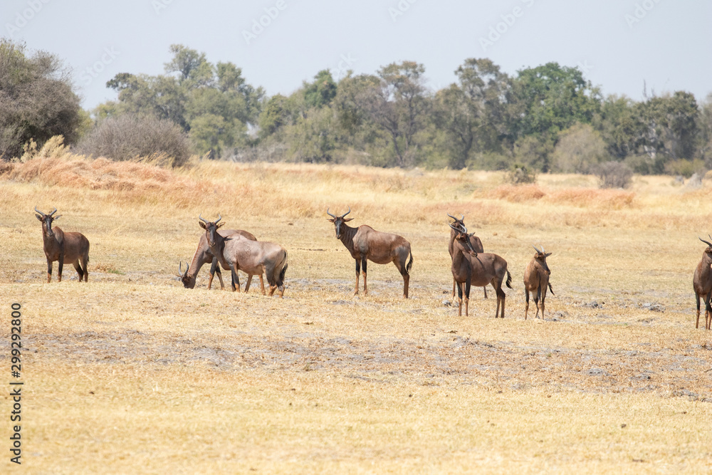 Group of tessebees grazing on the African savannah in Botswana. Damiliscus Antelope, Tessebee, Red hartebeest easy prey for poaching and hunting for long horns. Hunting trophy