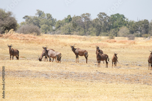 Group of tessebees grazing on the African savannah in Botswana. Damiliscus Antelope  Tessebee  Red hartebeest easy prey for poaching and hunting for long horns. Hunting trophy