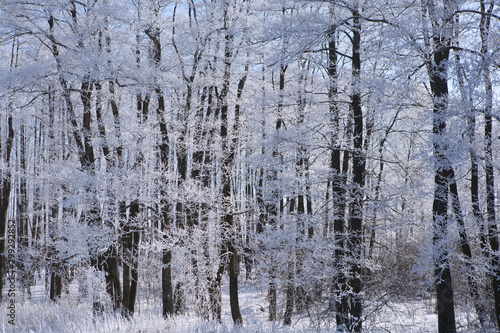 Frozen trees and branches