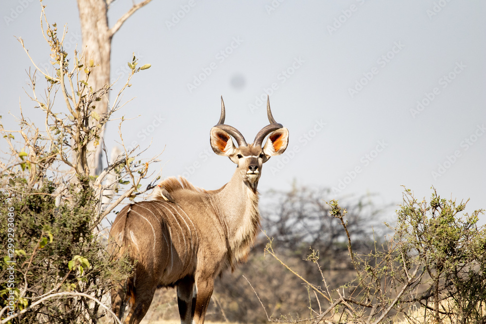 Fototapeta premium Kudu antelope in the bush, wild animals during african safari