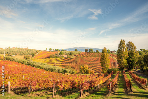 Sagrantino di Montefalco Vineyards in autumn  Umbria  Italy