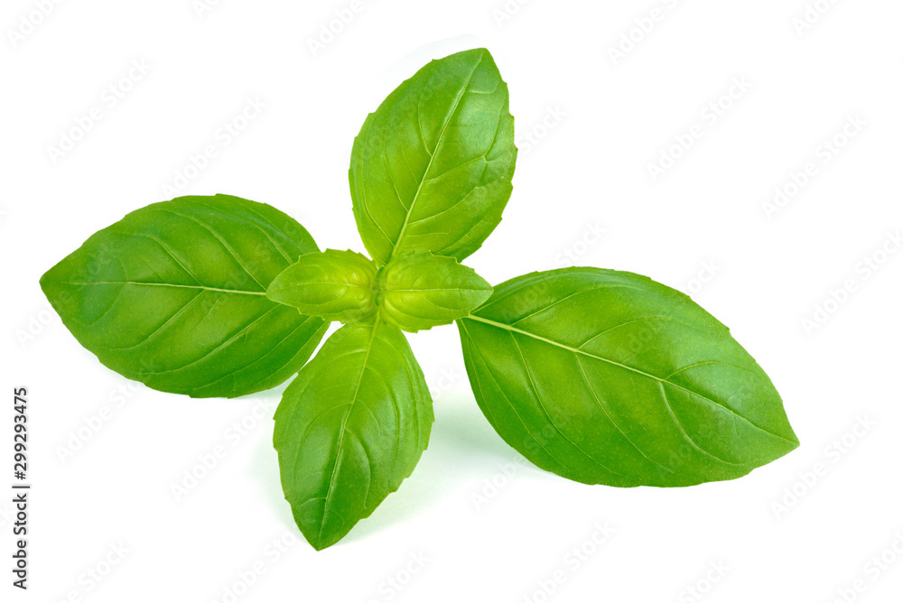 Fresh spice basil leaves natural close-up isolated on white background with clipping path. Fresh spice basil leaves natural close-up isolated on white background with clipping path.