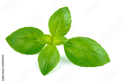 Fresh spice basil leaves natural close-up isolated on white background with clipping path.