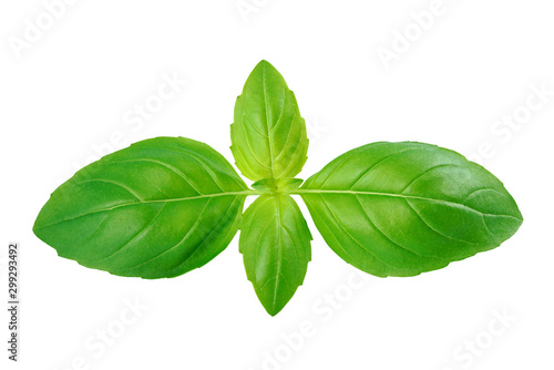 Fresh spice basil leaves natural close-up isolated on white background with clipping path.