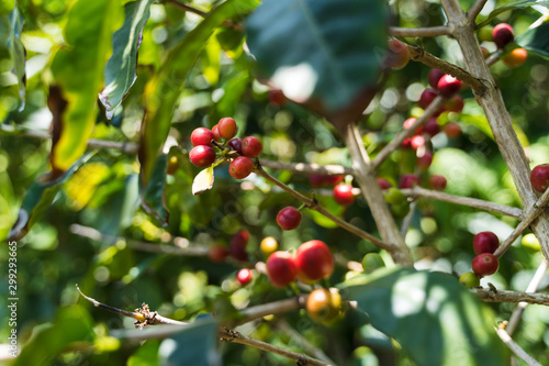 Red Coffee cherries on a tree (arabica) at a coffee plantation on Sao Jorge, Azores Islands, Portugal