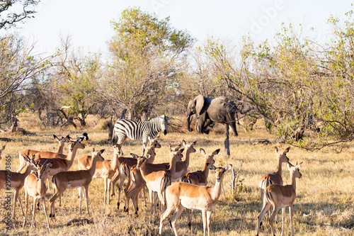 Savannah landscape with elephants, zebras and impala antelopes in the bush. African sunset landscape with wild animals during a game drive safari in Botswana. ecosystem with different animals together © PAOLO
