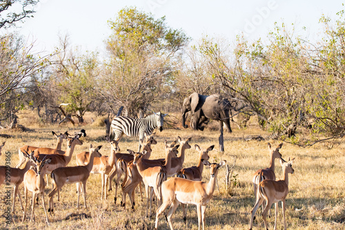 Photography Savannah landscape with elephants, zebras and impala antelopes in the bush