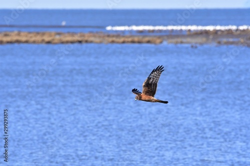 A Northern Harrier flying close to the waves.    Richmond BC Canada © haseg77
