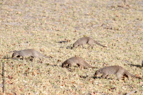 banded mongoose in the African bush in the dry season, mimetic animal © PAOLO